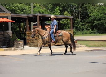 American Quarter Horse, Mare, 6 years, 14,3 hh, Dun