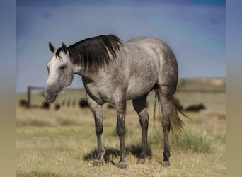 American Quarter Horse, Mare, 6 years, 14,3 hh, Grey