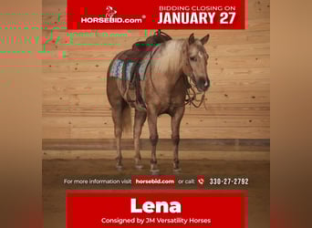 American Quarter Horse, Mare, 6 years, 14,3 hh, Palomino