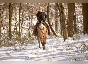 American Quarter Horse, Mare, 6 years, 14,3 hh, Palomino