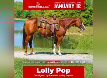 American Quarter Horse, Mare, 6 years, 14,3 hh