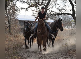 American Quarter Horse, Mare, 6 years, 14,3 hh, Roan-Red