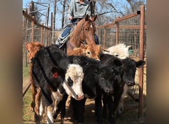 American Quarter Horse, Mare, 6 years, 14,3 hh, Roan-Red