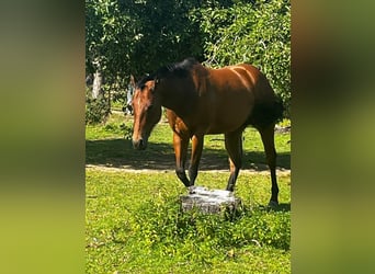 American Quarter Horse, Mare, 6 years, 15.1 hh, Brown