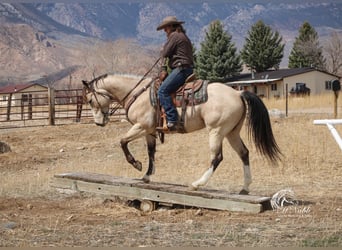 American Quarter Horse, Mare, 6 years, 15.1 hh, Buckskin