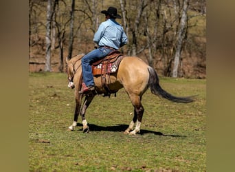 American Quarter Horse, Mare, 6 years, 15.1 hh, Buckskin