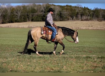 American Quarter Horse, Mare, 6 years, 15.1 hh, Buckskin