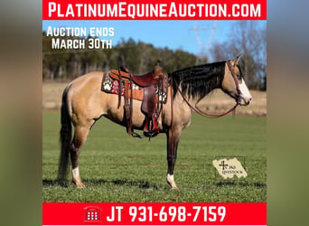 American Quarter Horse, Mare, 6 years, 15.1 hh, Buckskin