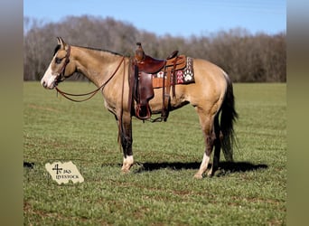 American Quarter Horse, Mare, 6 years, 15.1 hh, Buckskin