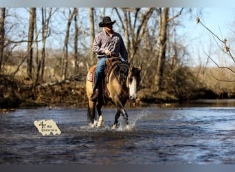 American Quarter Horse, Mare, 6 years, 15.1 hh, Buckskin