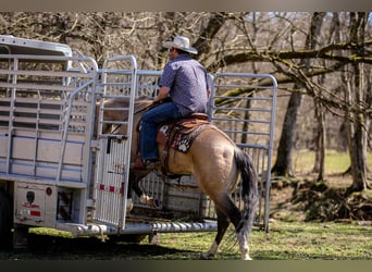 American Quarter Horse, Mare, 6 years, 15.1 hh, Buckskin