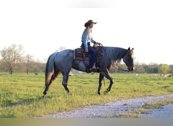 American Quarter Horse, Mare, 6 years, 15.1 hh, Roan-Blue