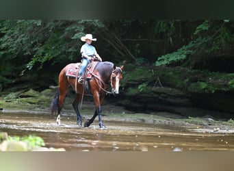 American Quarter Horse, Mare, 6 years, 15.2 hh, Bay