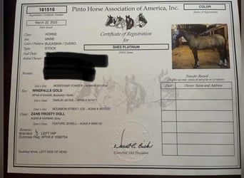 American Quarter Horse, Mare, 6 years, 15.2 hh, Buckskin