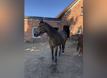 American Quarter Horse, Mare, 6 years, 15.2 hh, Buckskin