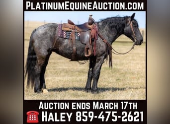 American Quarter Horse, Mare, 6 years, 15.2 hh, Roan-Blue