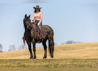 American Quarter Horse, Mare, 6 years, 15.2 hh, Roan-Blue