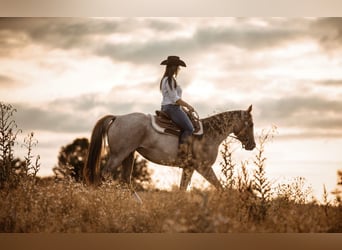 American Quarter Horse, Mare, 6 years, 15,2 hh, Roan-Red