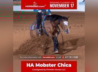 American Quarter Horse, Mare, 6 years, 15 hh, Bay