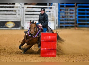American Quarter Horse, Mare, 6 years, 15 hh, Bay