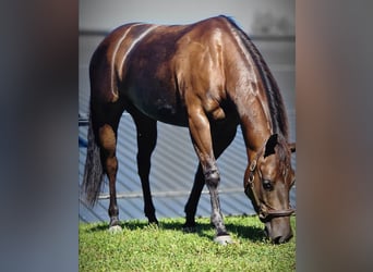 American Quarter Horse, Mare, 6 years, 15 hh, Bay-Dark