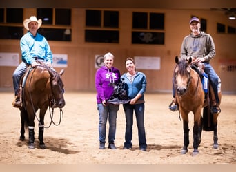 American Quarter Horse, Mare, 6 years, 15 hh, Bay-Dark