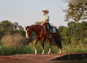 American Quarter Horse, Mare, 6 years, 15 hh, Bay