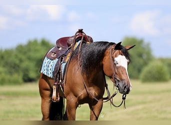 American Quarter Horse, Mare, 6 years, 15 hh, Bay
