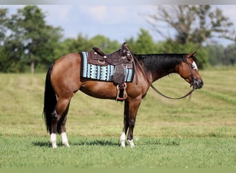 American Quarter Horse, Mare, 6 years, 15 hh, Bay