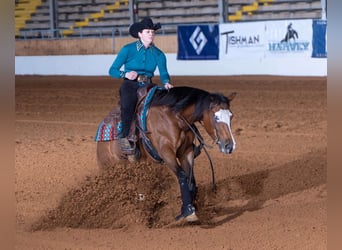 American Quarter Horse, Mare, 6 years, 15 hh, Bay