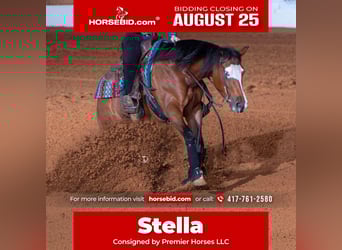 American Quarter Horse, Mare, 6 years, 15 hh, Bay