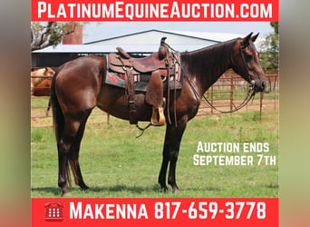 American Quarter Horse, Mare, 6 years, 15 hh, Bay