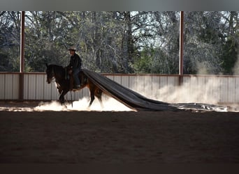 American Quarter Horse, Mare, 6 years, 15 hh, Bay