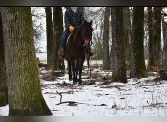 American Quarter Horse, Mare, 6 years, 15 hh, Bay