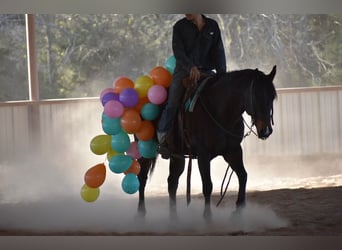 American Quarter Horse, Mare, 6 years, 15 hh, Bay