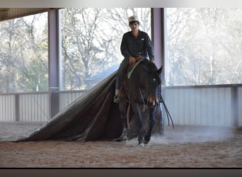 American Quarter Horse, Mare, 6 years, 15 hh, Bay