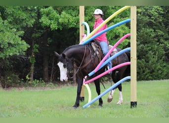 American Quarter Horse, Mare, 6 years, 15 hh, Black