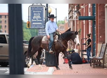 American Quarter Horse, Mare, 6 years, 15 hh, Black