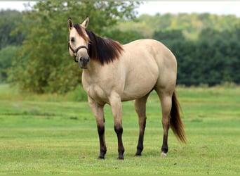American Quarter Horse, Mare, 6 years, 15 hh, Buckskin
