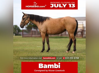American Quarter Horse, Mare, 6 years, 15 hh, Buckskin
