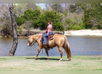 American Quarter Horse, Mare, 6 years, 15 hh, Champagne