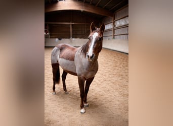 American Quarter Horse, Mare, 6 years, 15 hh, Chestnut