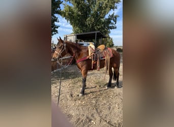 American Quarter Horse, Mare, 6 years, 15 hh, Chestnut