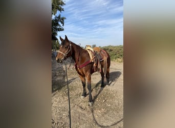 American Quarter Horse Mix, Mare, 6 years, 15 hh, Chestnut