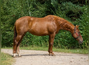 American Quarter Horse, Mare, 6 years, 15 hh, Chestnut-Red