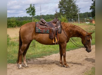 American Quarter Horse, Mare, 6 years, 15 hh, Chestnut-Red