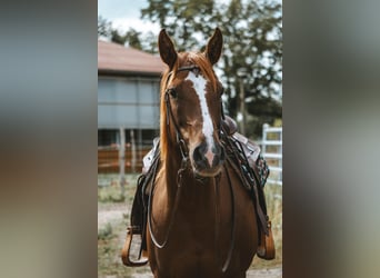 American Quarter Horse, Mare, 6 years, 15 hh, Chestnut-Red