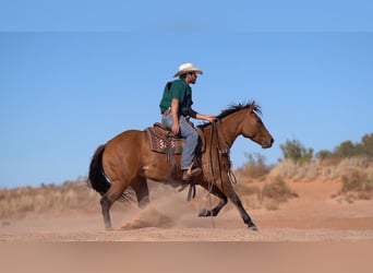 American Quarter Horse, Mare, 6 years, 15 hh, Dun