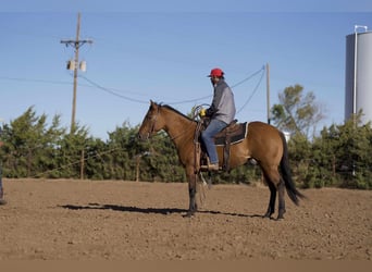American Quarter Horse, Mare, 6 years, 15 hh, Dun