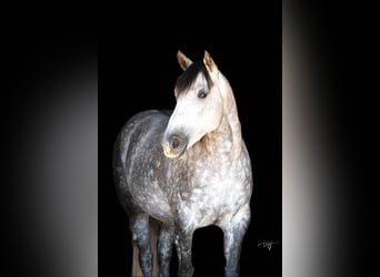 American Quarter Horse, Mare, 6 years, 15 hh, Gray-Dapple